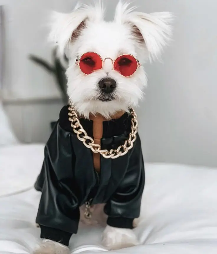 Chaqueta Cuerina "Rebel Soul"